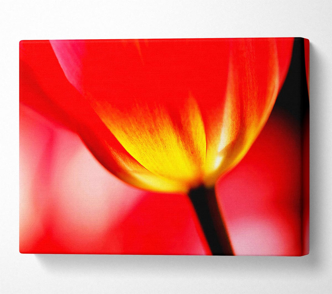  A Canvas Print of The Energy Of A Tulip Canvas Wall Art