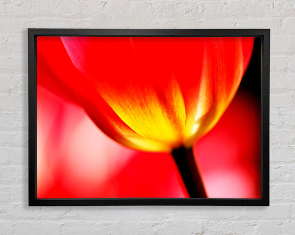 The Energy Of A Tulip Framed Print