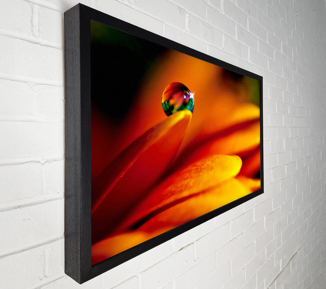  A Canvas Print of Fire Petal Reflection Canvas Print
