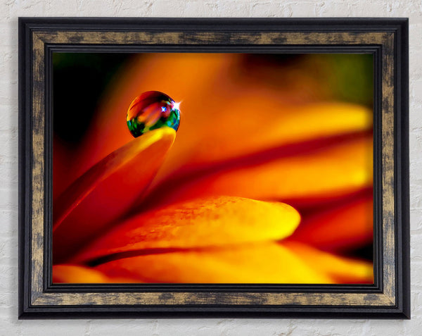Fire Petal Reflection Framed Print