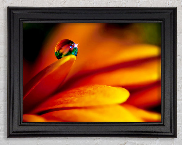 Fire Petal Reflection Framed Print