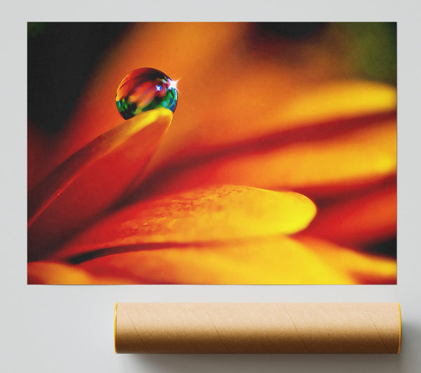 Fire Petal Reflection Print