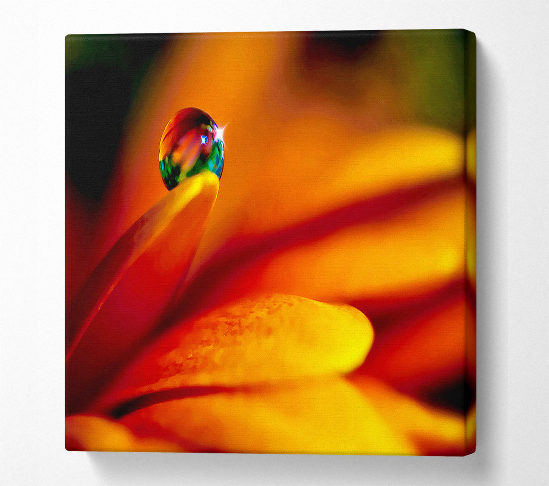 A Canvas Print of Fire Petal Reflection Canvas Print