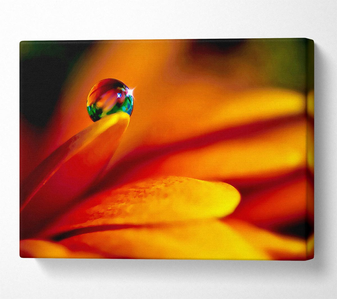  A Canvas Print of Fire Petal Reflection Canvas Print