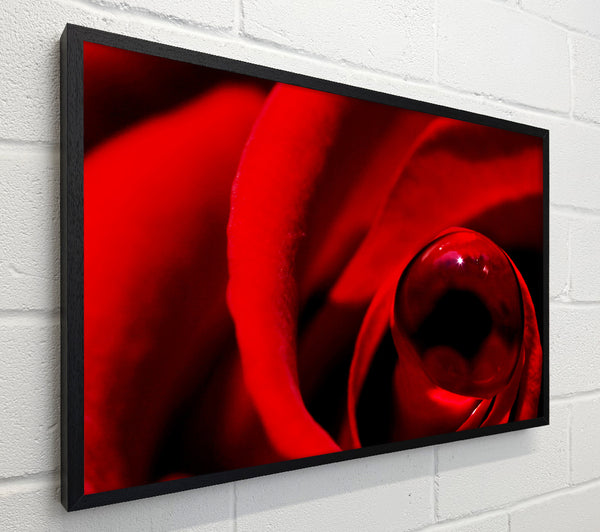 Red Rose Center Dew