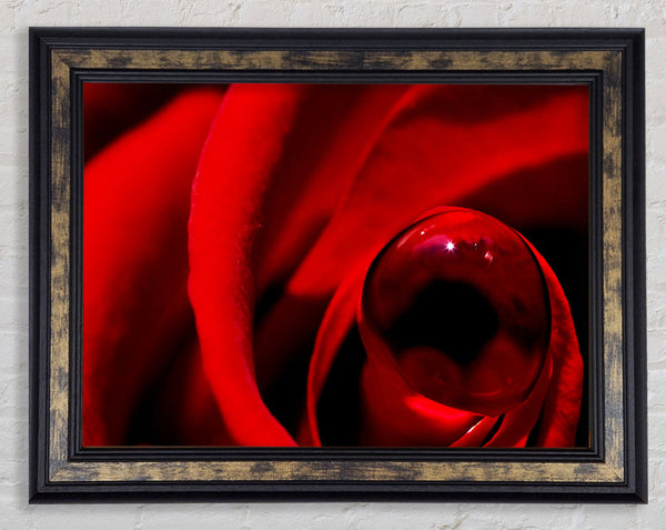 Red Rose Center Dew Framed Print