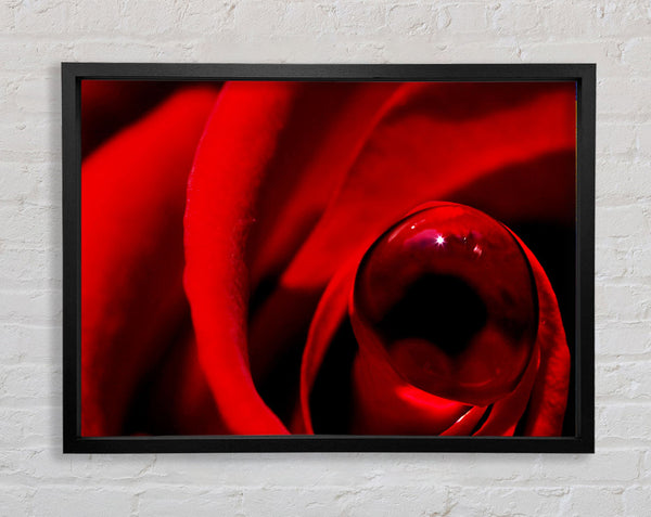 Red Rose Center Dew Framed Print