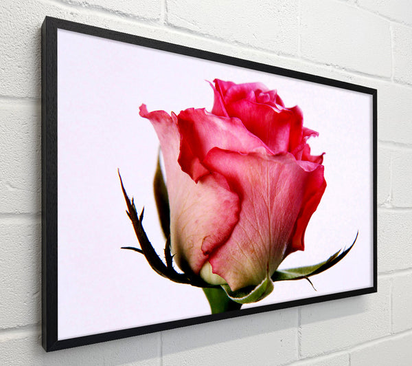 Single Pink Rose