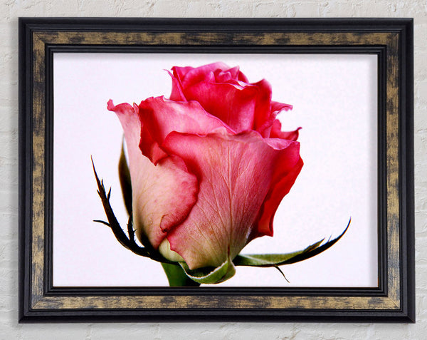 Single Pink Rose Framed Print