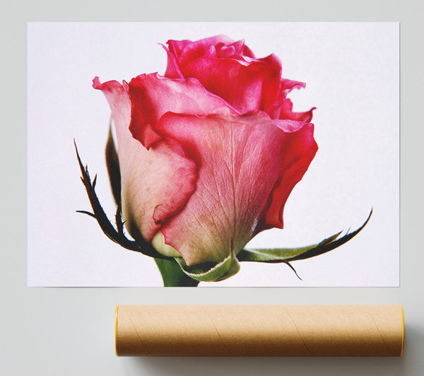 Single Pink Rose Giclee Print