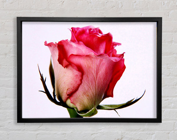 Single Pink Rose Framed Print