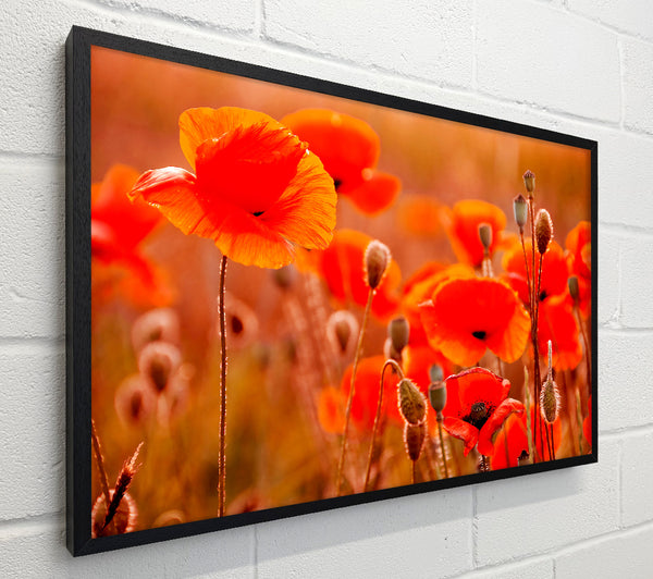 Orange Poppy Field Galour