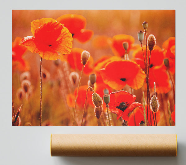 Orange Poppy Field Galour Poster