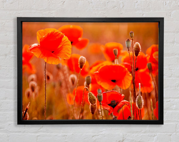 Orange Poppy Field Galour Framed Print