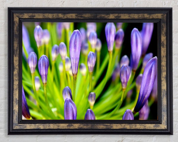 The Growth Of Purple Framed Print