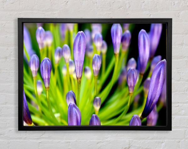 The Growth Of Purple Framed Print