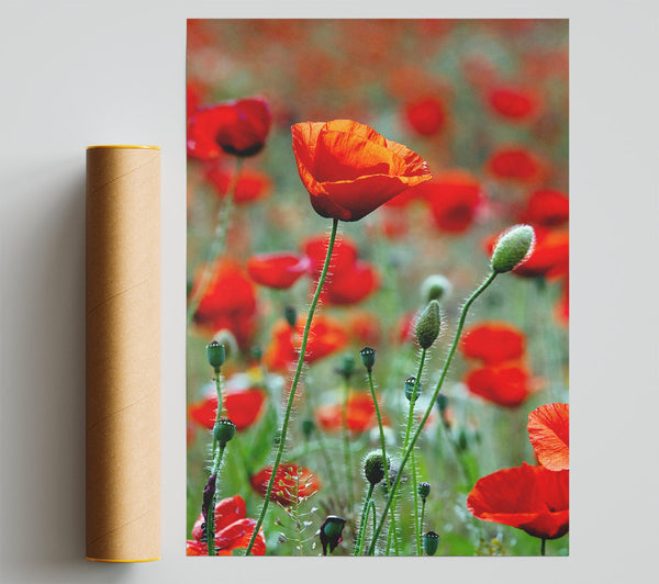 Red Poppy Field Galore Poster