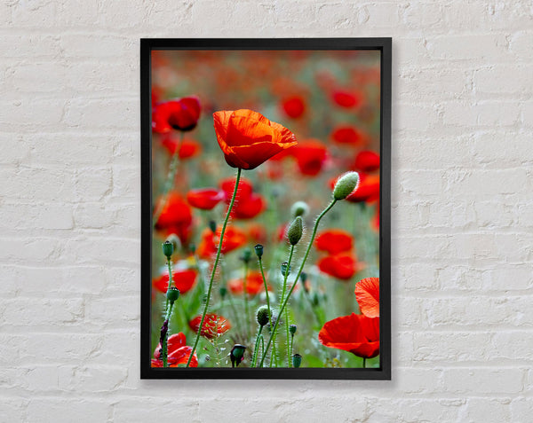 Red Poppy Field Galore Framed Print