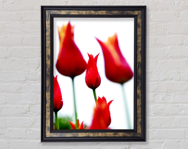 Red Fire Tulip Field Framed Print