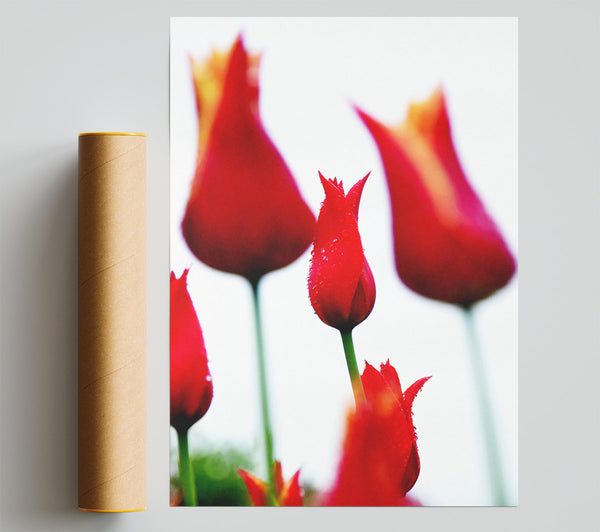 Red Fire Tulip Field Giclee Print