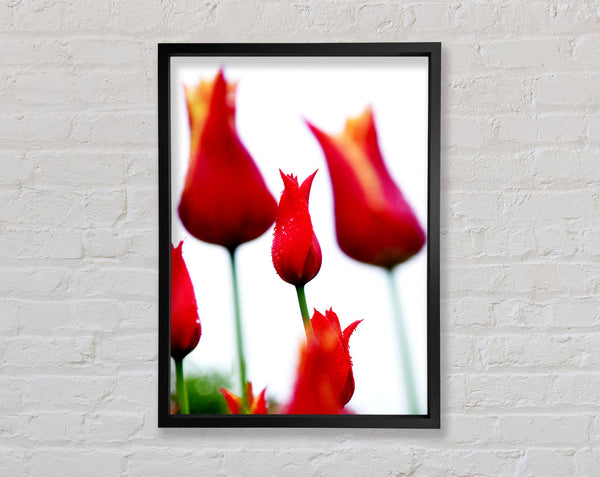 Red Fire Tulip Field Framed Print
