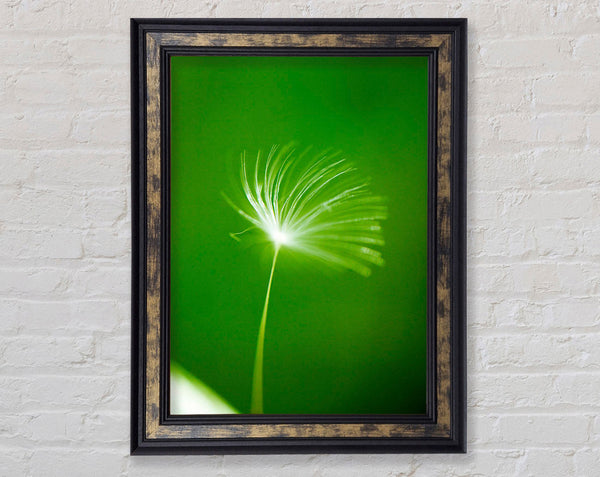 White Whisper Sunlight Framed Print