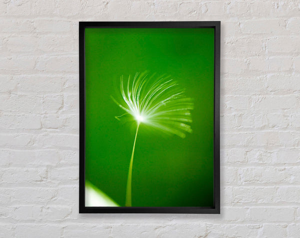 White Whisper Sunlight Framed Print