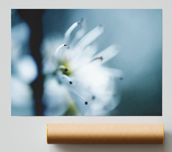 Apple Blossom Poster