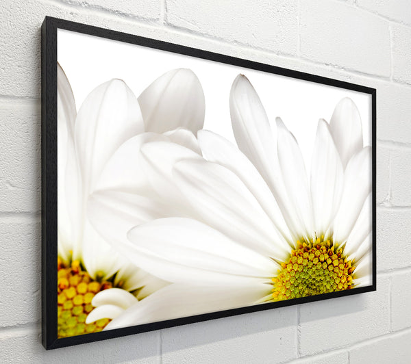 White Daisy Petals