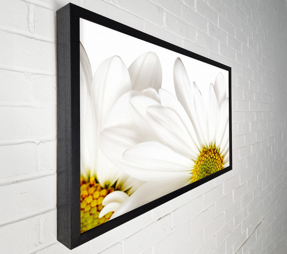  A Canvas Print of White Daisy Petals Canvas Print