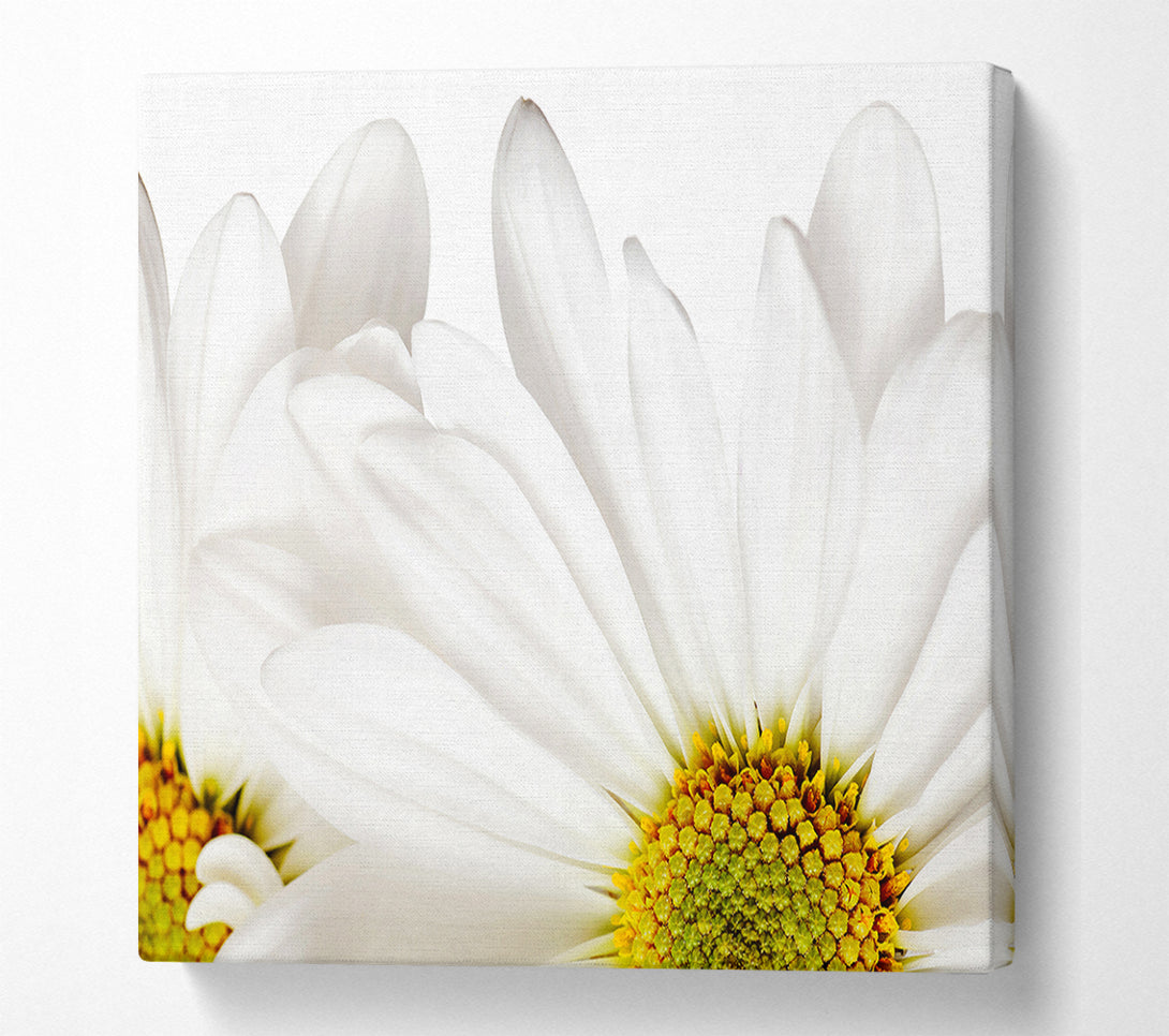  A Canvas Print of White Daisy Petals Canvas Print