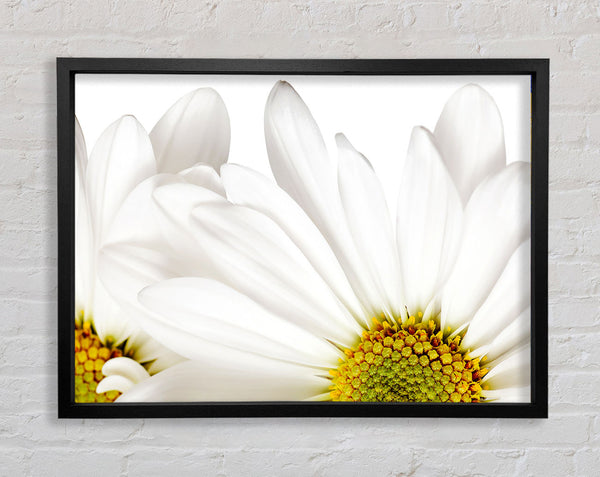 White Daisy Petals Framed Print