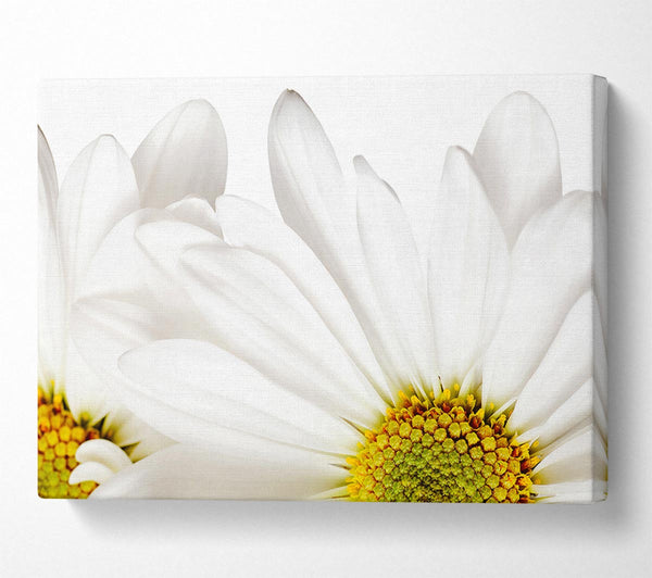 White Daisy Petals Canvas Print