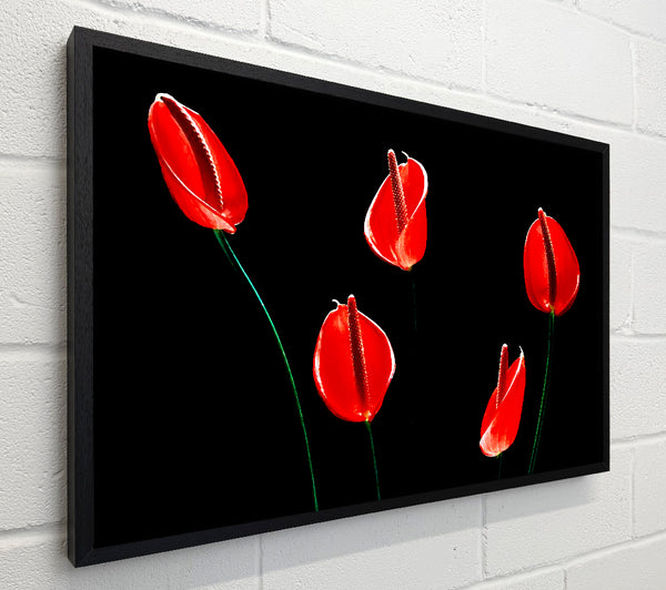 Beatiful Red Night Flowers