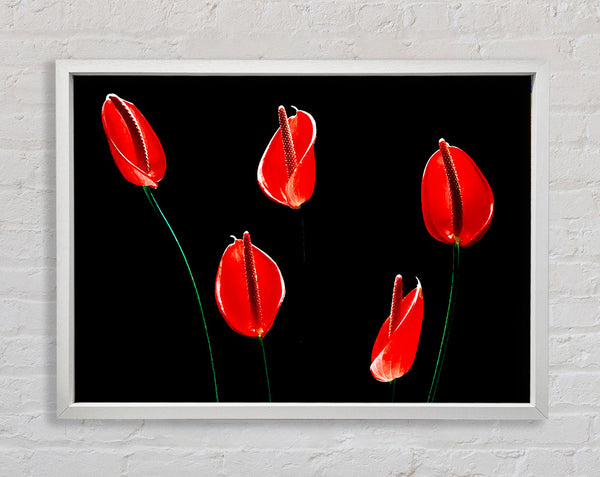 Beatiful Red Night Flowers Framed Print