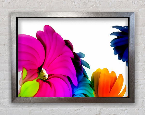 Colourful Vibrant Petals Framed Print