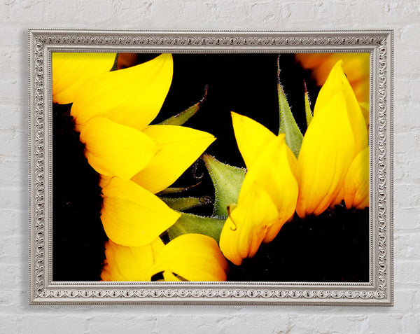 Close-Up Of A Yellow Sunflowers Framed Print