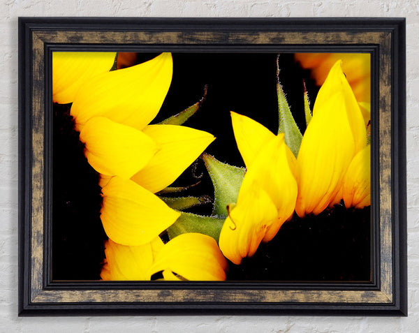 Close-Up Of A Yellow Sunflowers Framed Print