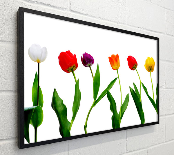 Colours Of Tulips