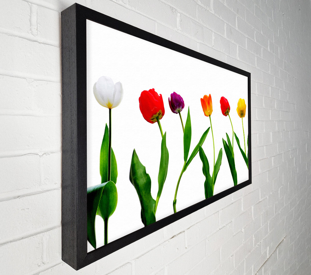  A Canvas Print of Colours Of Tulips Canvas Art