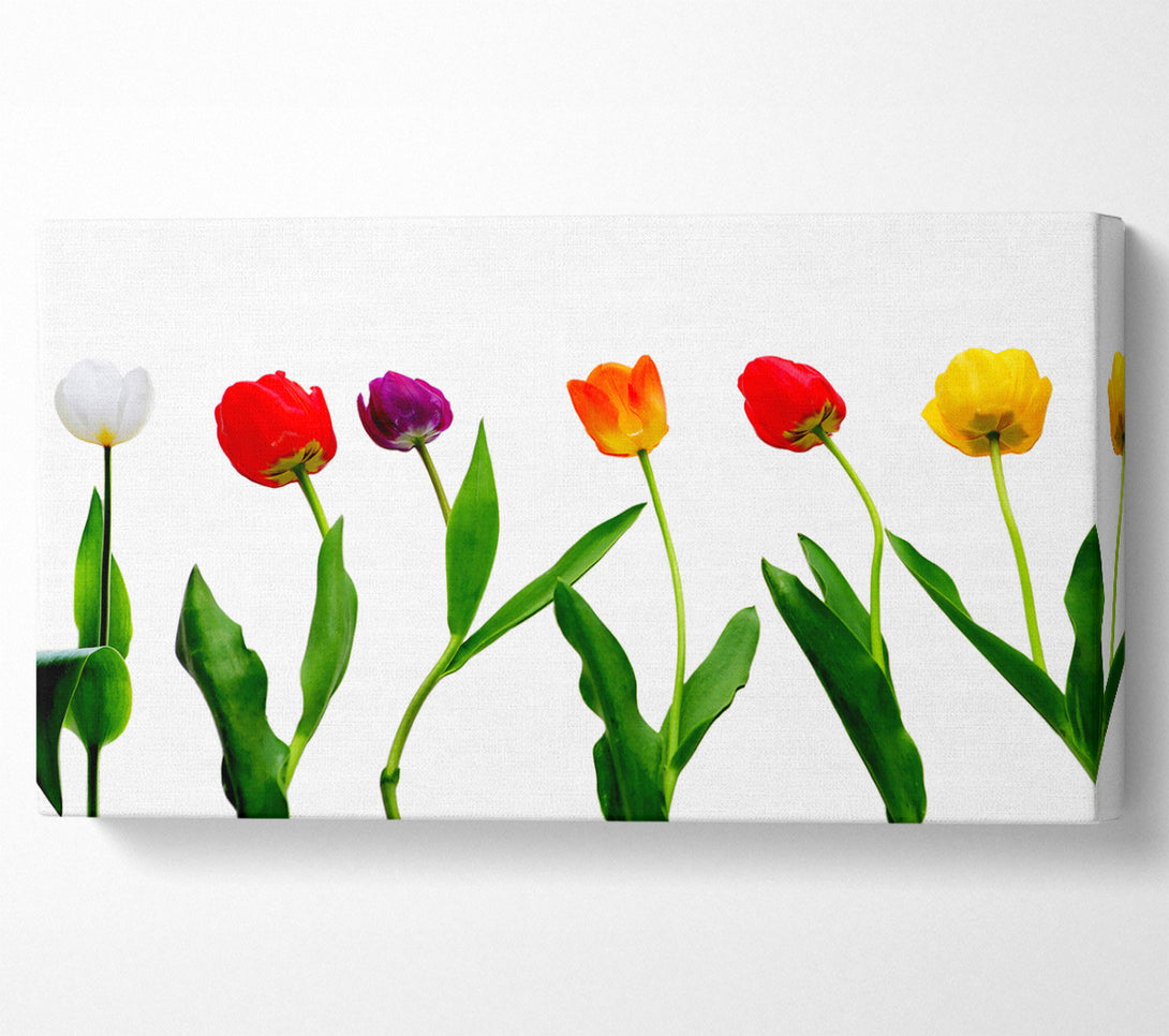 A Canvas Print of Colours Of Tulips Canvas Art