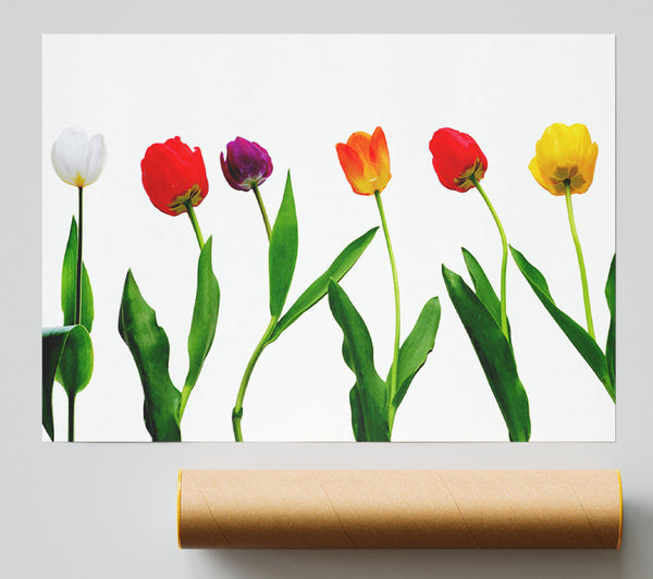 Colours Of Tulips Print