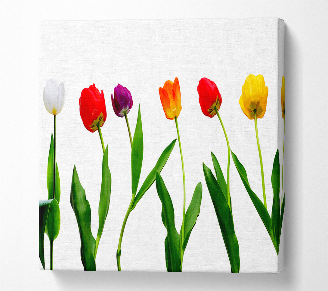 A Canvas Print of Colours Of Tulips Canvas Art