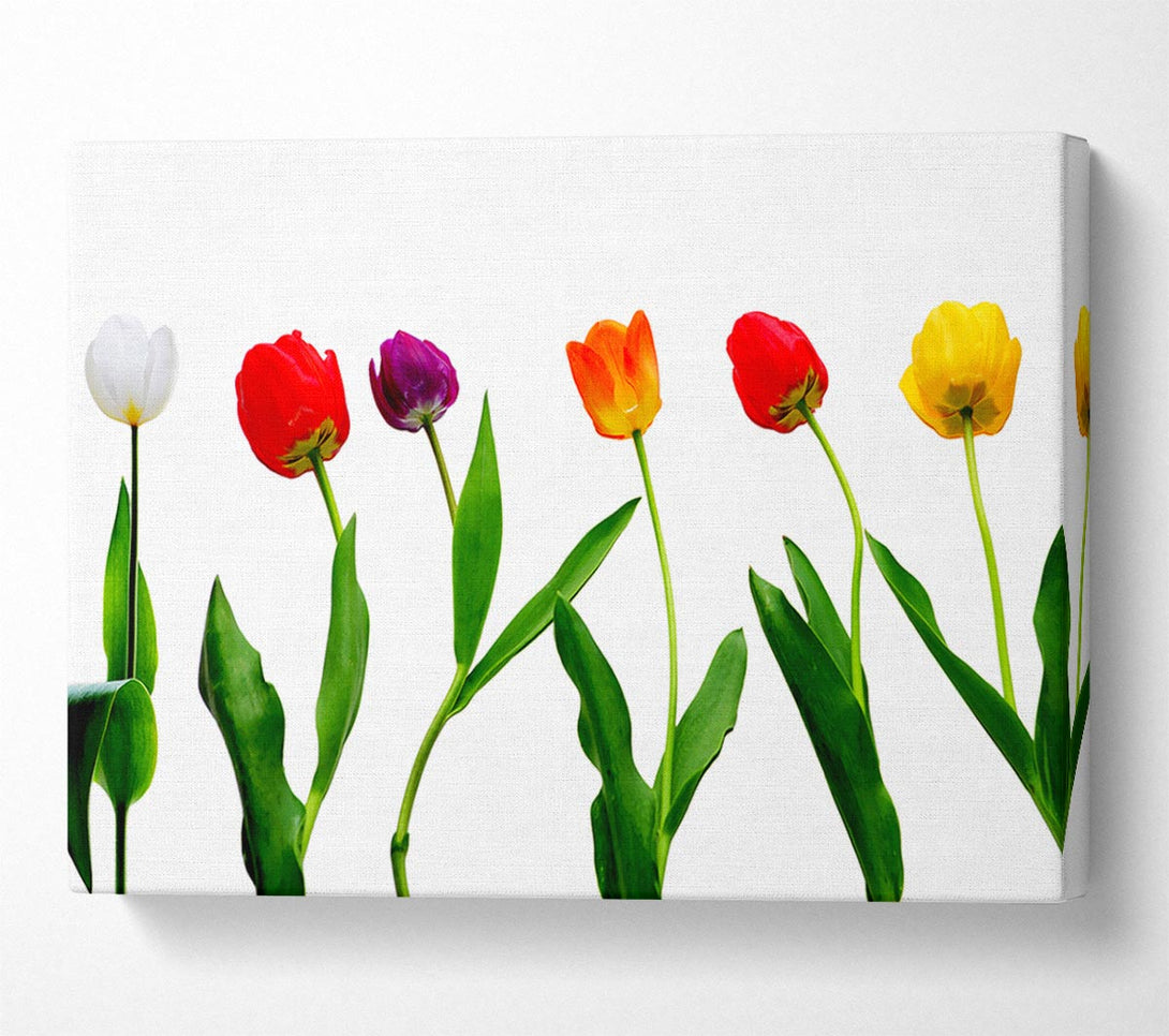  A Canvas Print of Colours Of Tulips Canvas Art