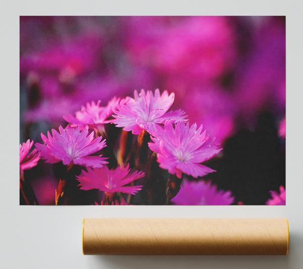 Pink Petal Beauty Print
