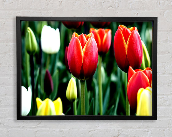 Tulips In Bloom Framed Print