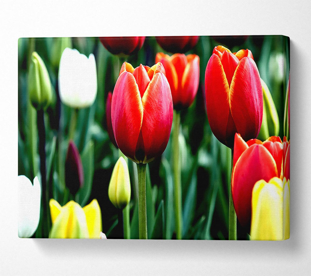  A Canvas Print of Tulips In Bloom Canvas Wall Art
