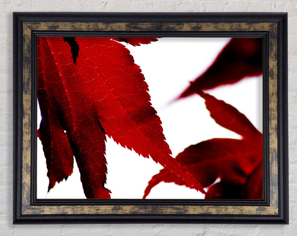 Leaves Framed Print