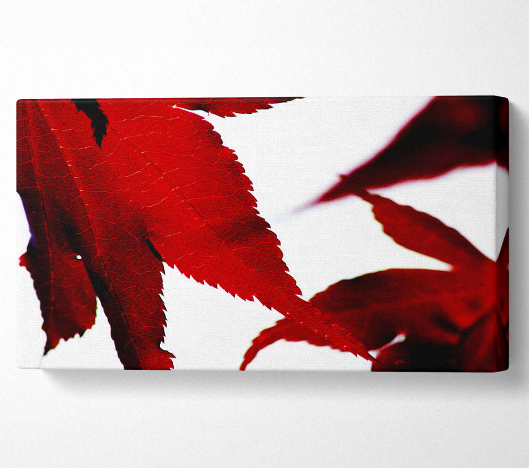  A Canvas Print of Leaves Canvas Print
