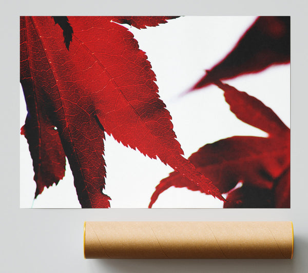 Leaves Poster